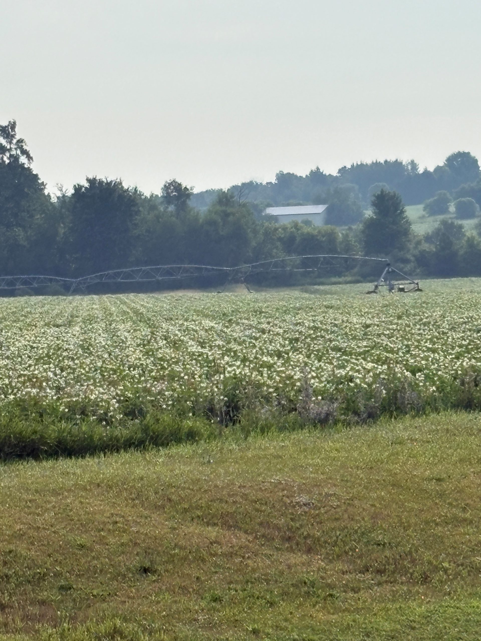 A picture of the potato fields blossoming in Alliston Ontario